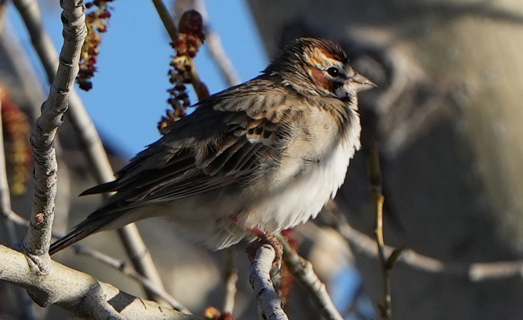 Lark Sparrow - ML617759135