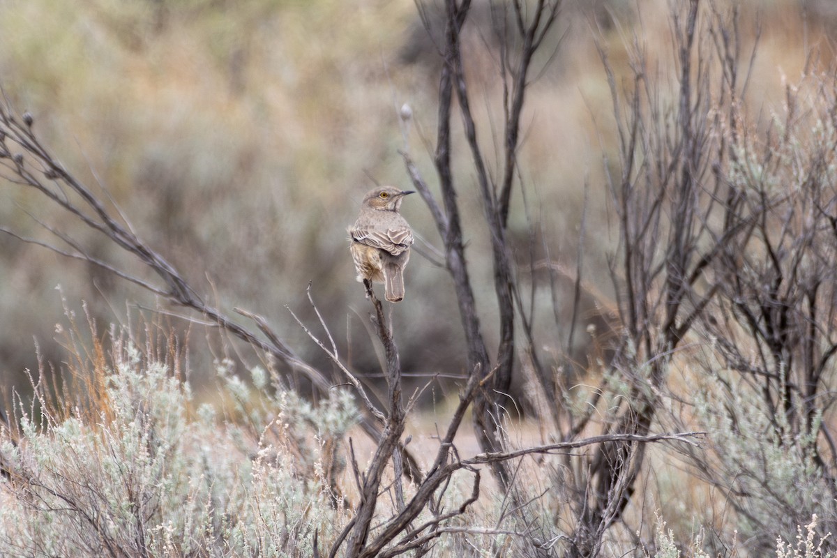 Sage Thrasher - ML617759143