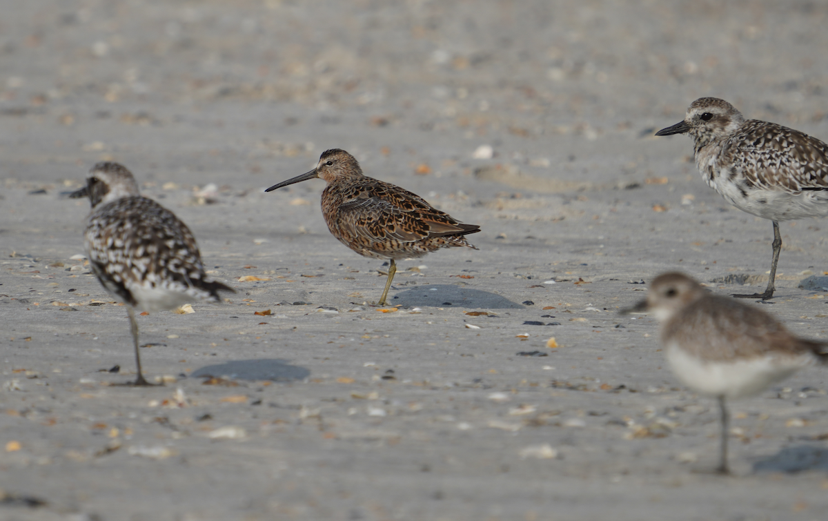 Short-billed Dowitcher - ML617759171