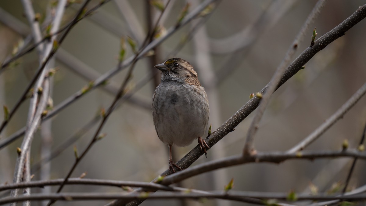 White-throated Sparrow - ML617759193