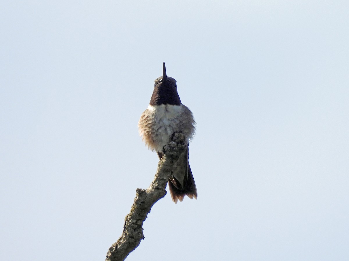 Black-chinned Hummingbird - ML617759195