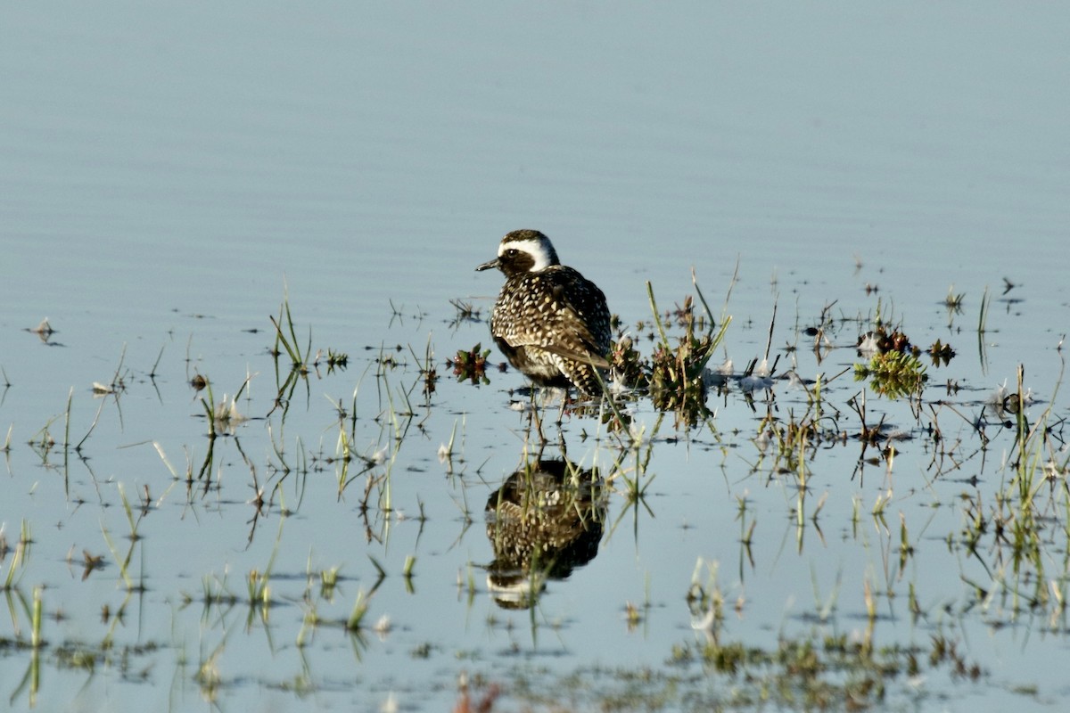 American Golden-Plover - ML617759197