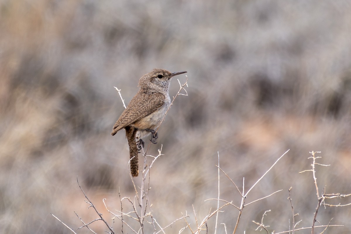 Rock Wren (Northern) - ML617759200