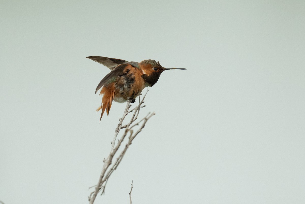 Allen's Hummingbird - ML617759231