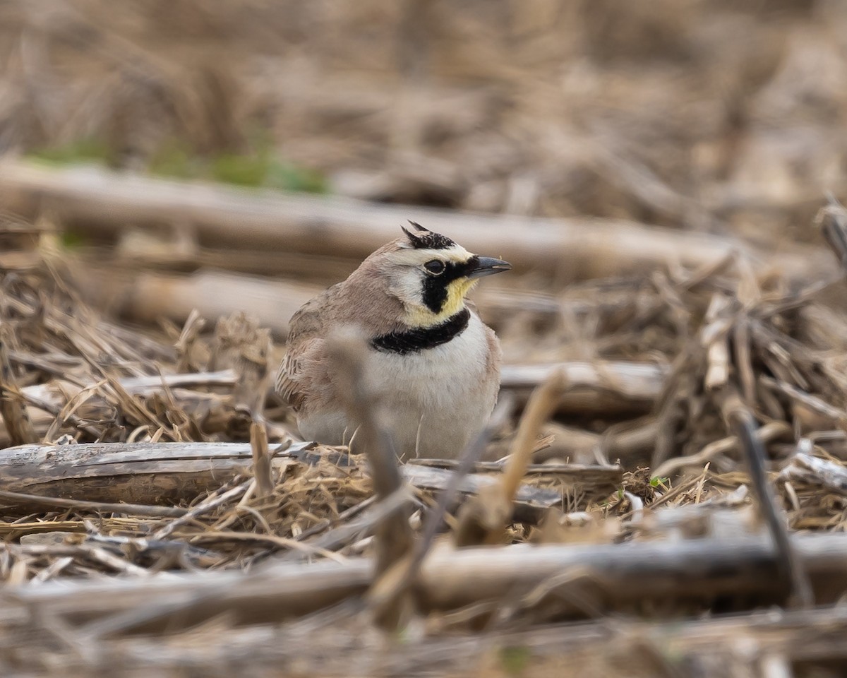 Horned Lark - ML617759243