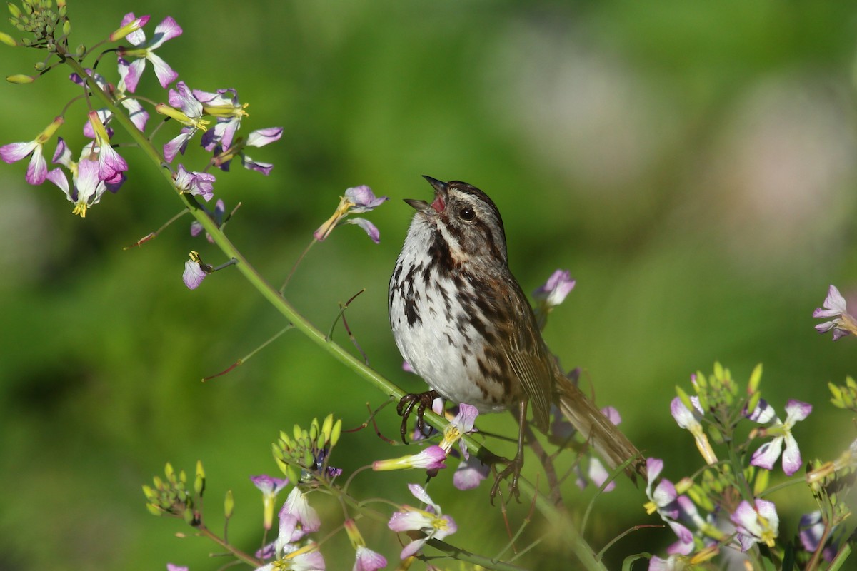 Song Sparrow - ML617759260