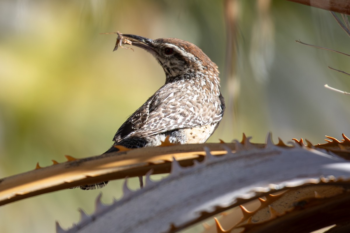 Cactus Wren - ML617759269