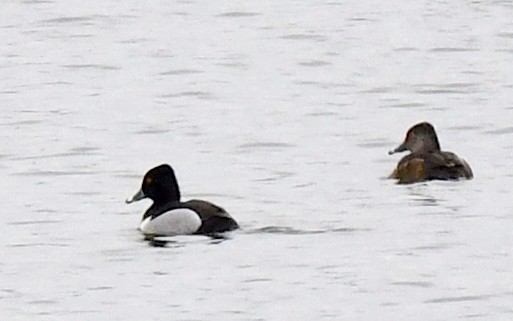 Ring-necked Duck - ML617759272