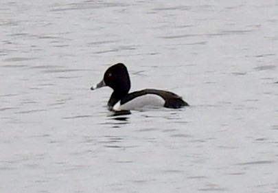 Ring-necked Duck - ML617759274