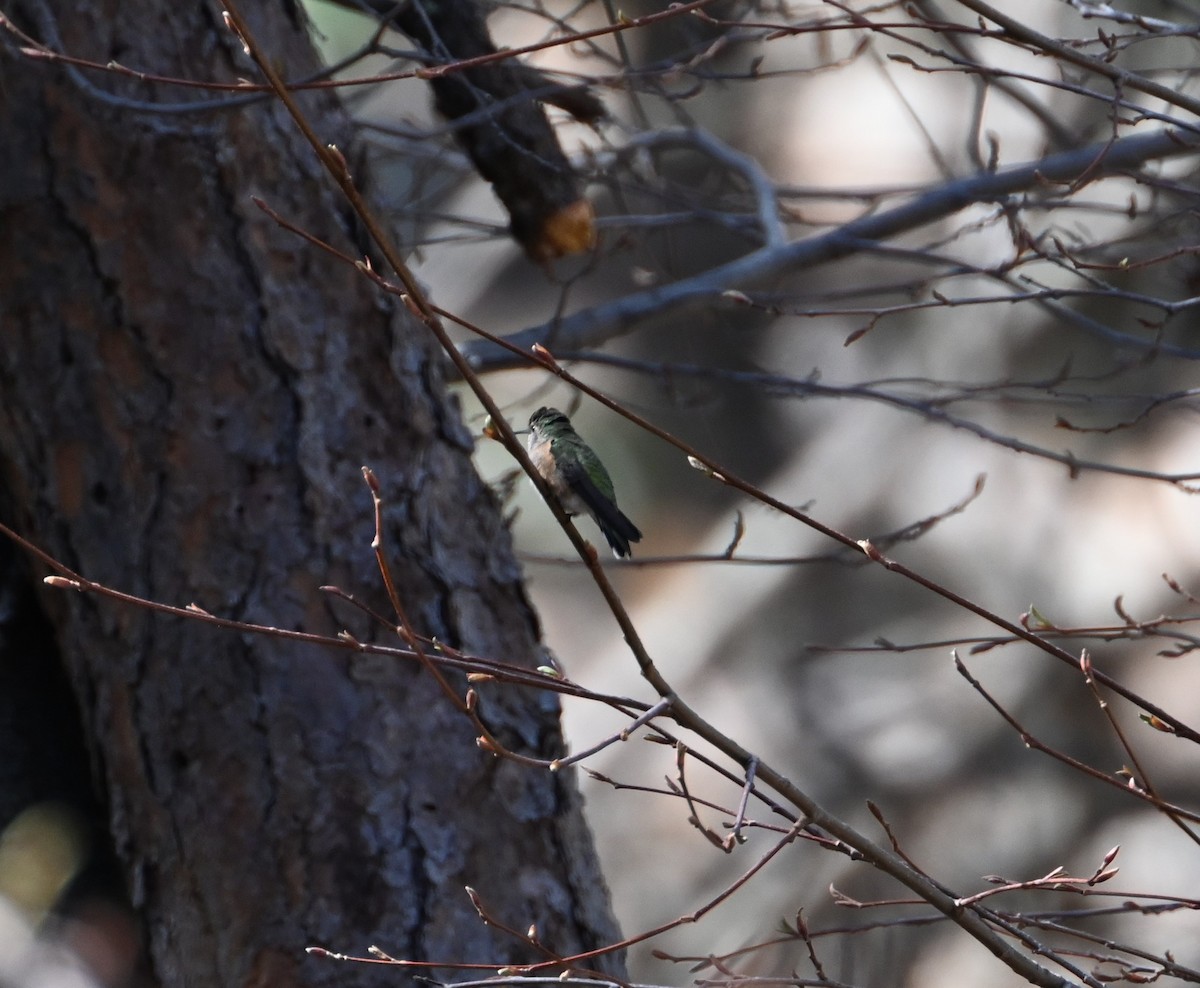 Broad-tailed Hummingbird - ML617759280
