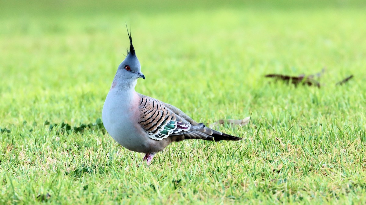 Crested Pigeon - ML617759421