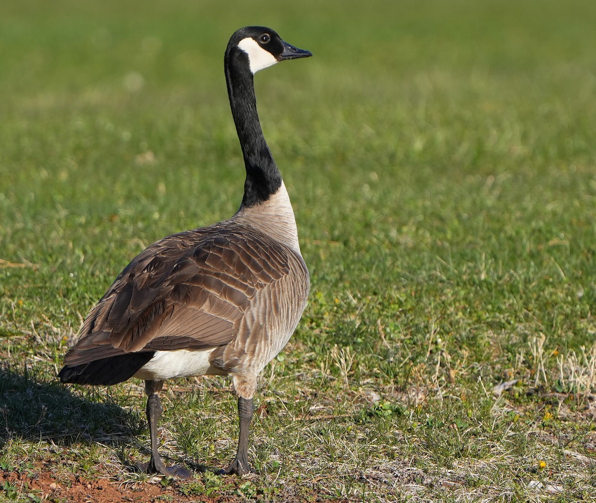 Canada Goose - ML617759431