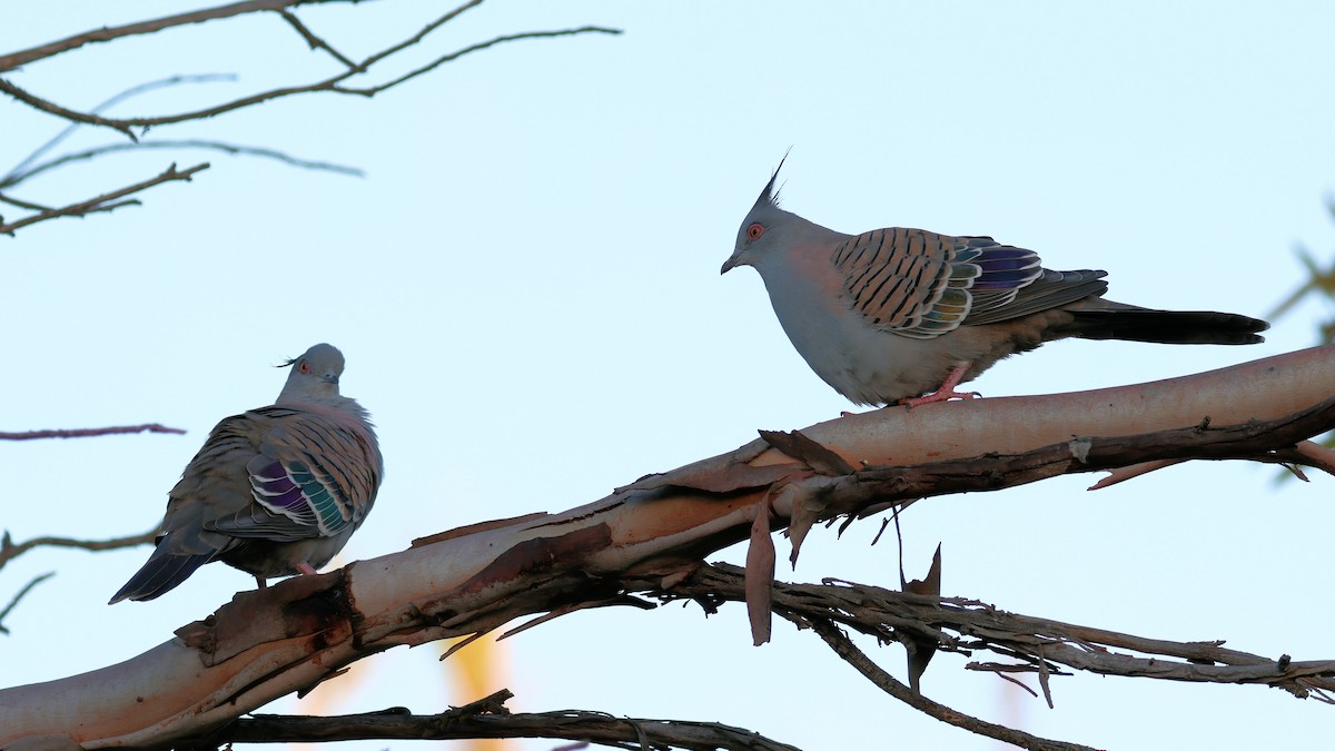 Crested Pigeon - ML617759438