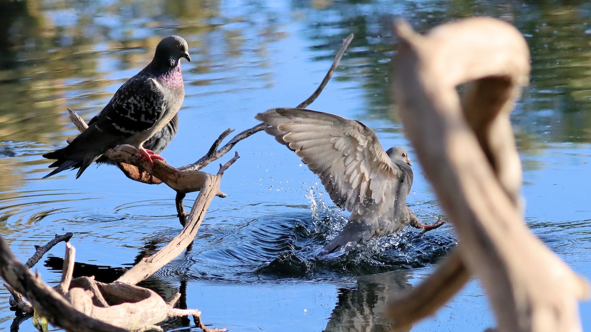 Rock Pigeon (Feral Pigeon) - ML617759478