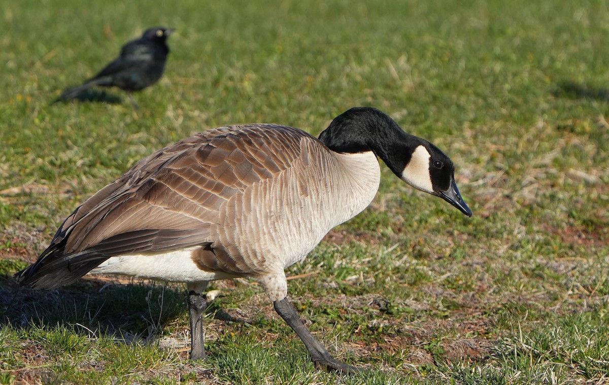 Canada Goose - ML617759528