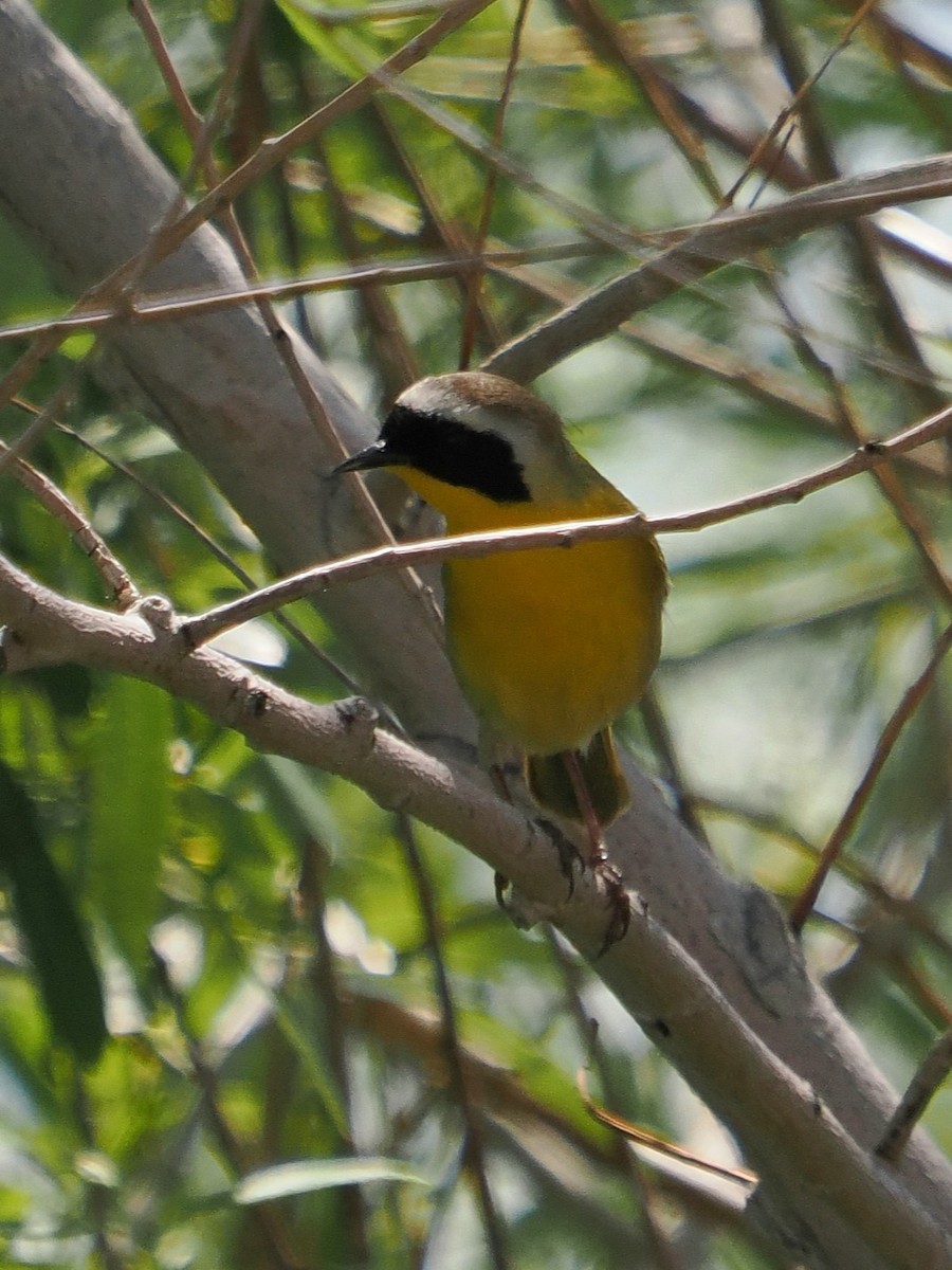 Common Yellowthroat - Jack Wickel