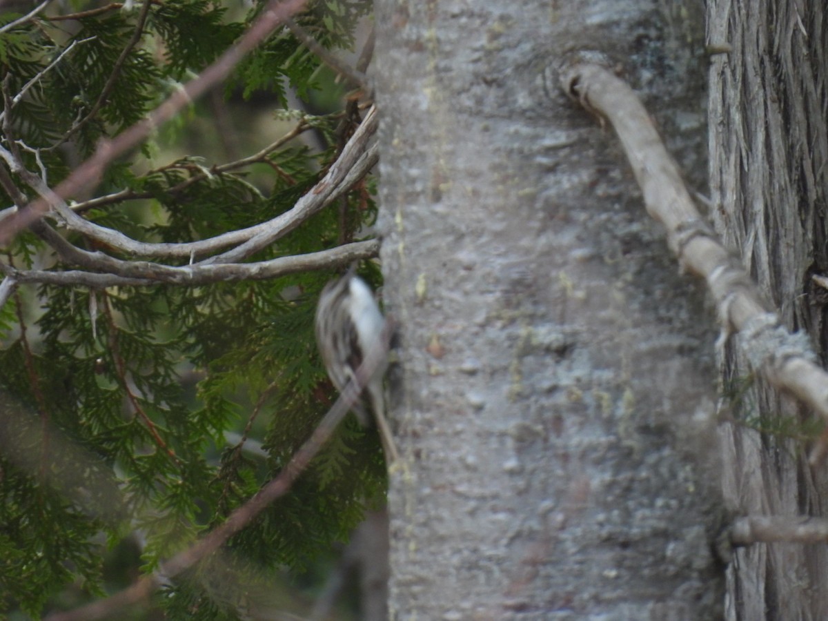 Brown Creeper - ML617759593
