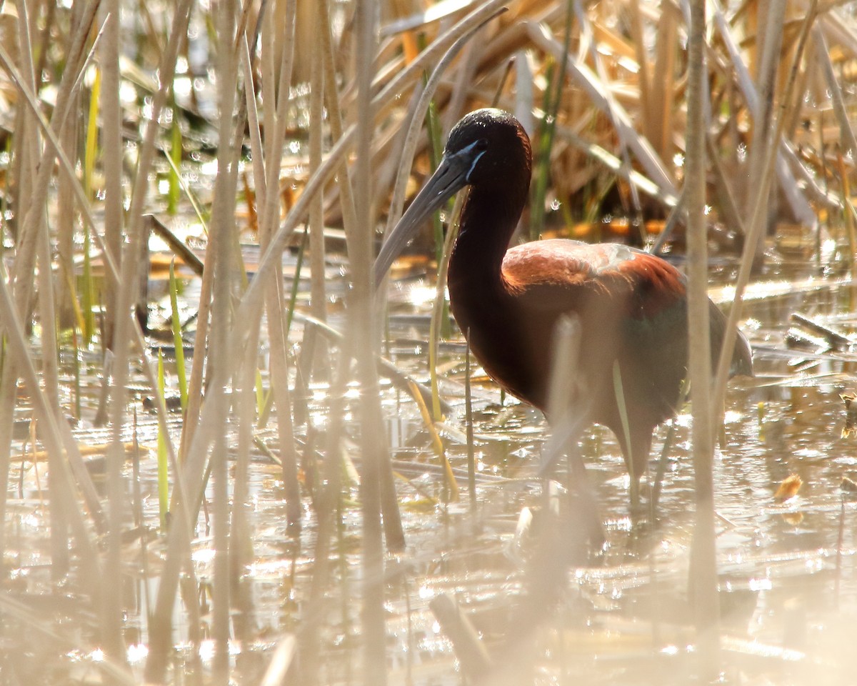 Glossy Ibis - ML617759606