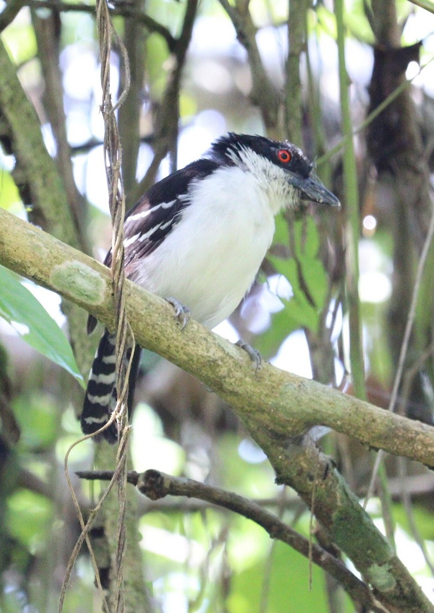 Great Antshrike - ML617759613