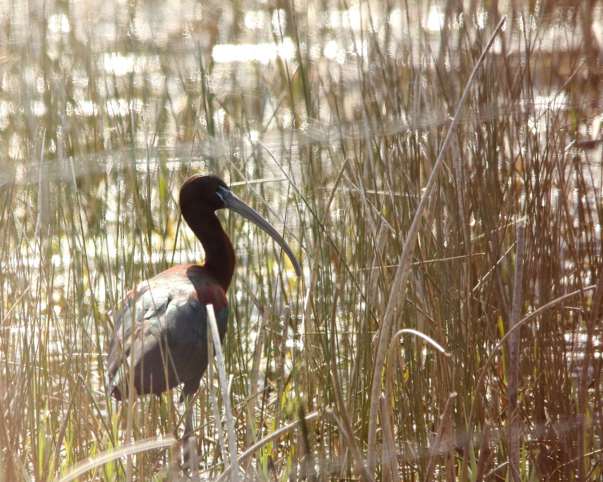 ibis hnědý - ML617759614