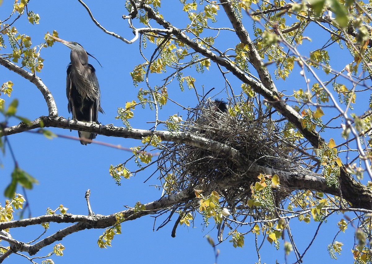 Great Blue Heron - ML617759645