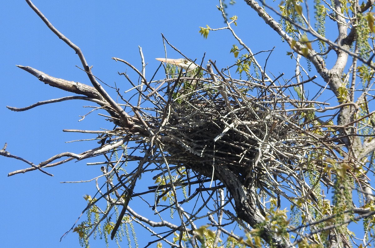 Great Blue Heron - ML617759646