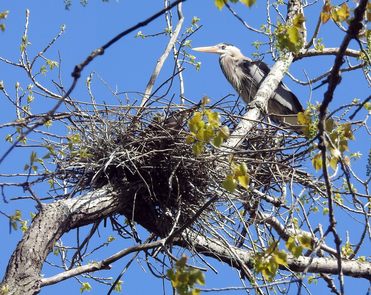 Great Blue Heron - ML617759647