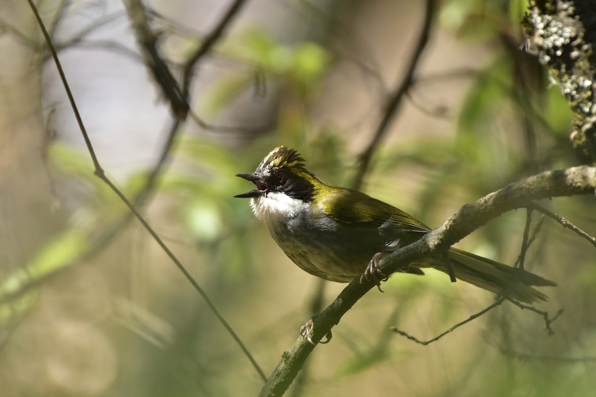 Green-striped Brushfinch - ML617759648