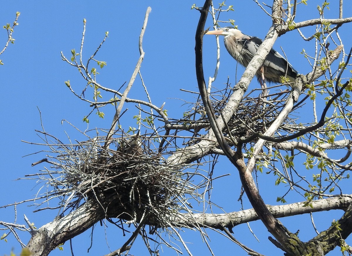 Great Blue Heron - ML617759649