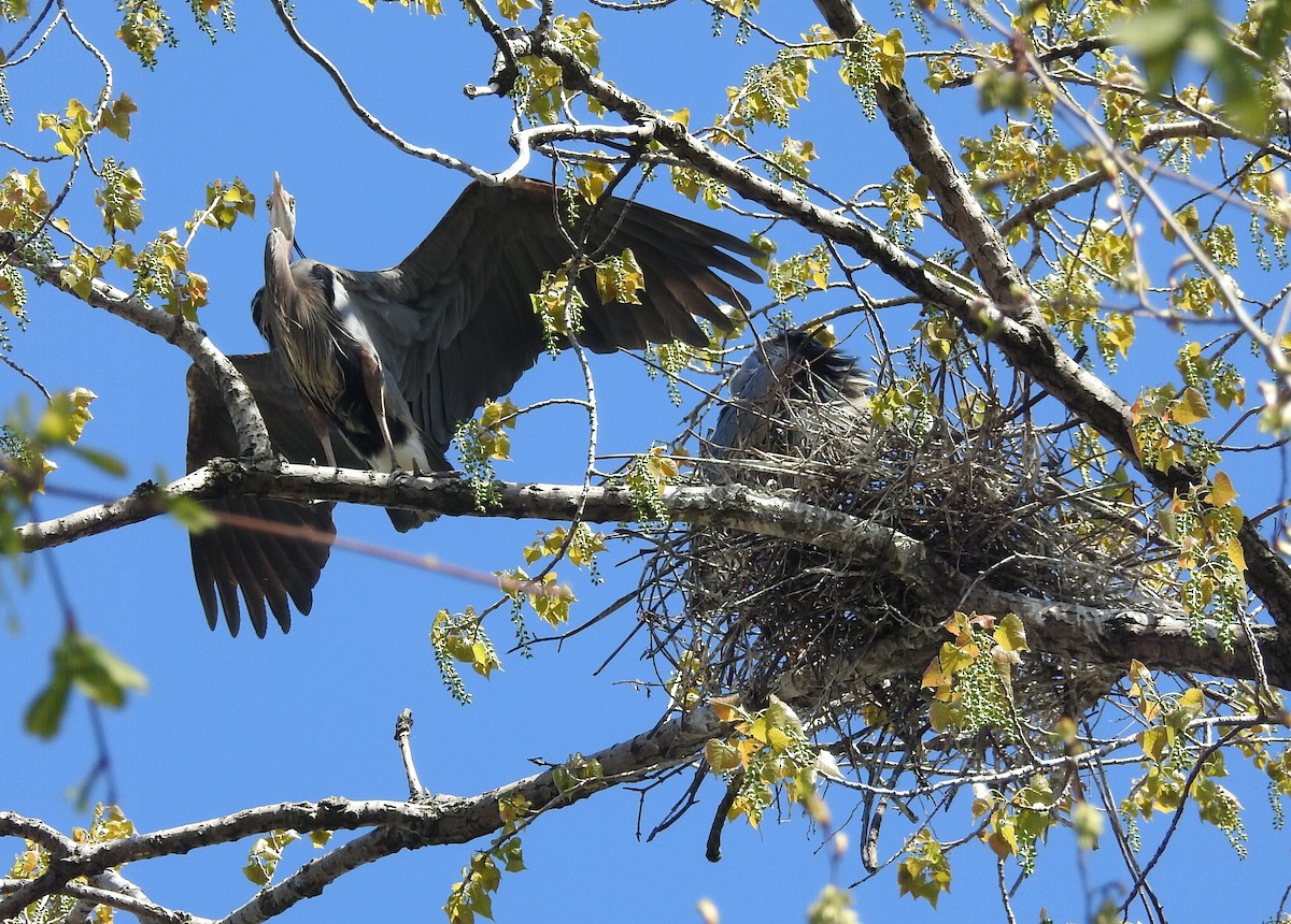 Great Blue Heron - ML617759650