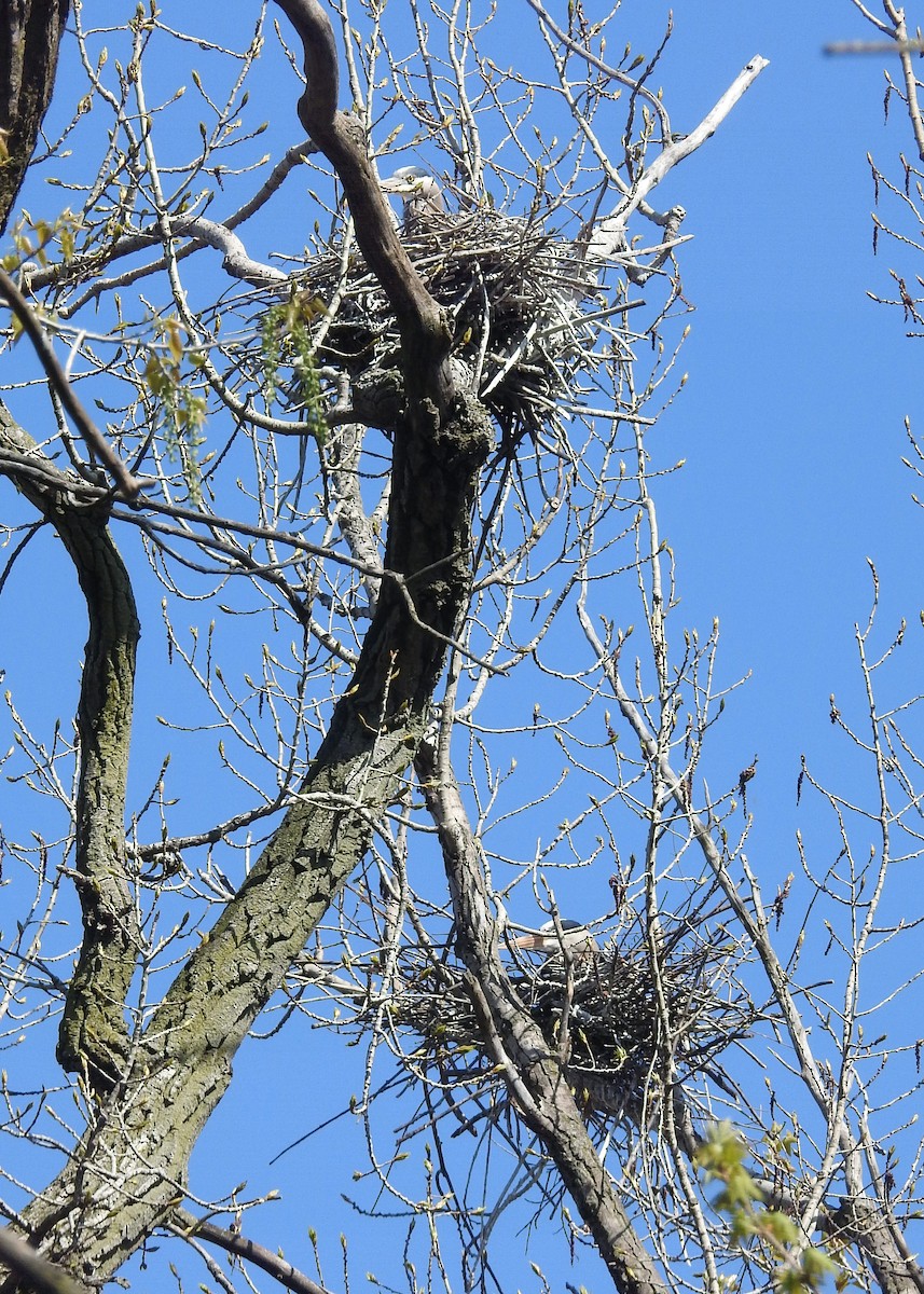 Great Blue Heron - ML617759651