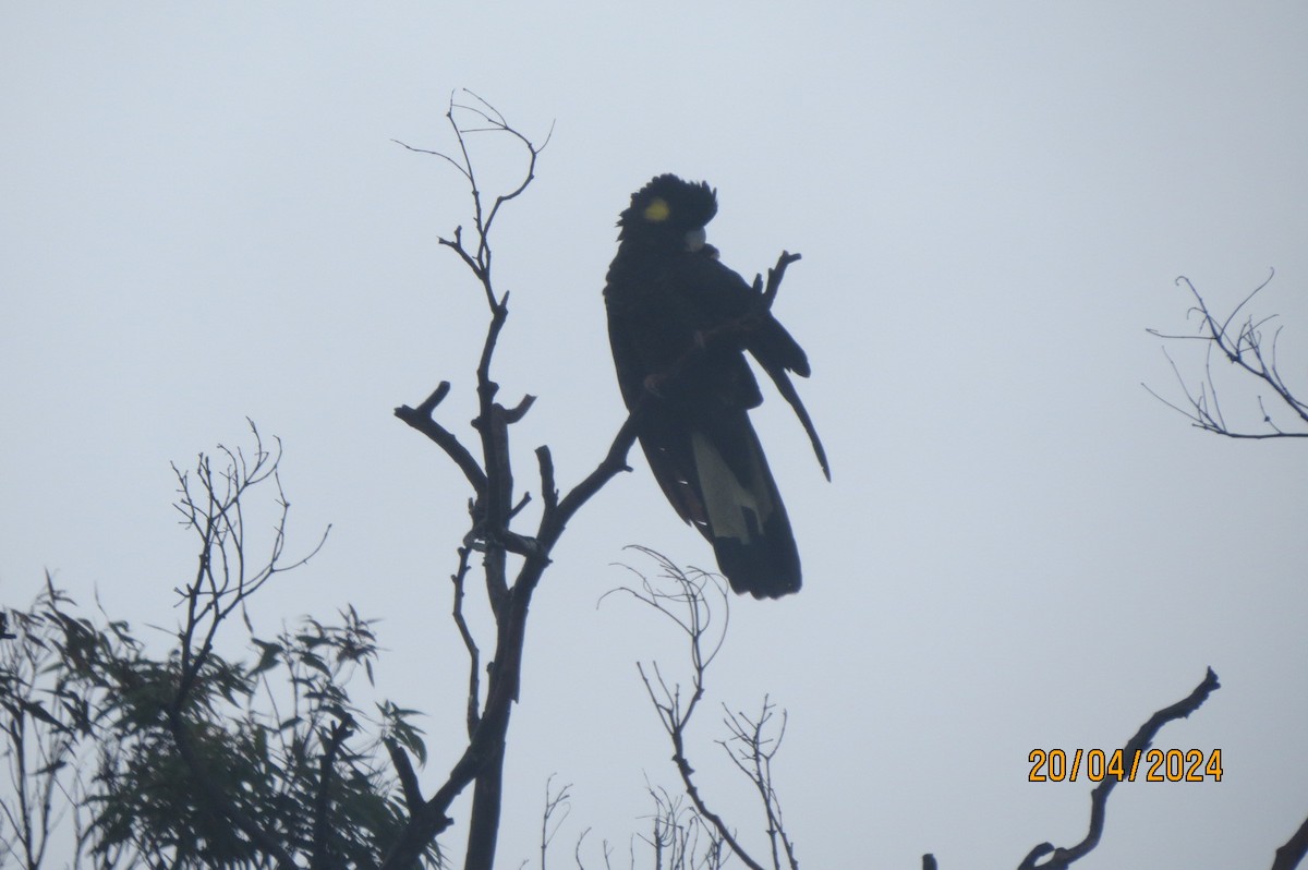 Yellow-tailed Black-Cockatoo - ML617759656