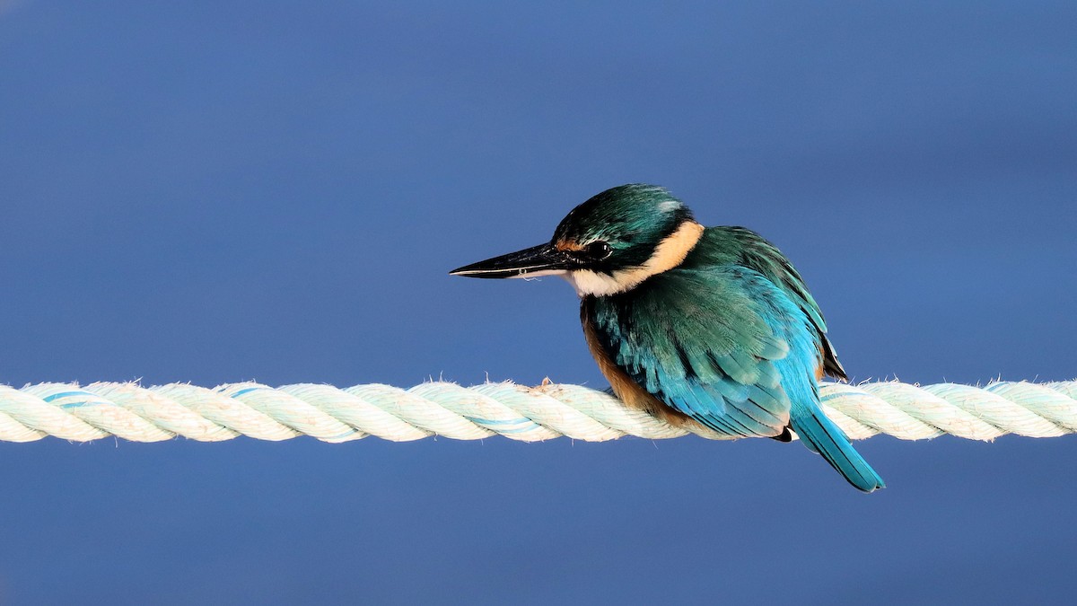 Sacred Kingfisher - ML617759673