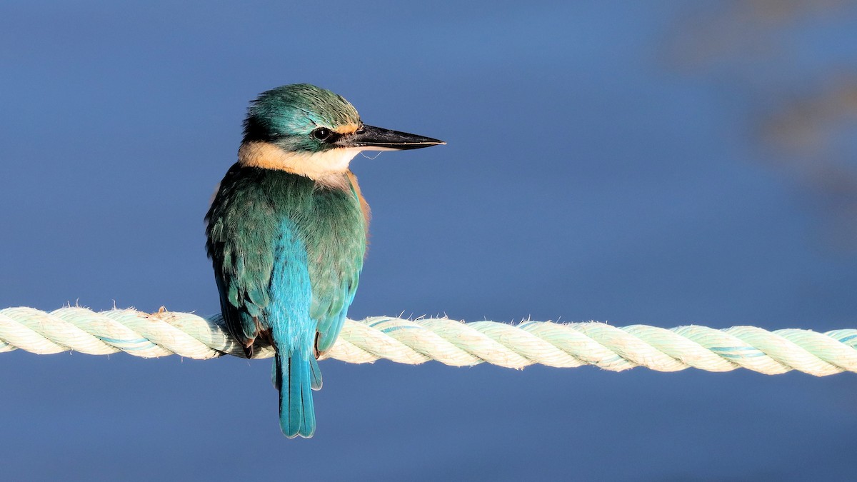 Sacred Kingfisher - ML617759674