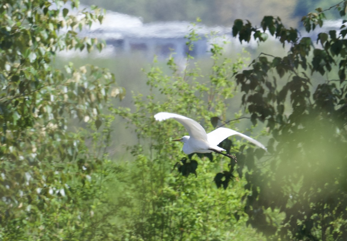 Great Egret - Tim Johnson