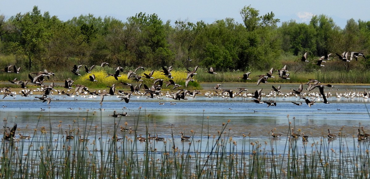 Greater White-fronted Goose - Sharon Wilcox