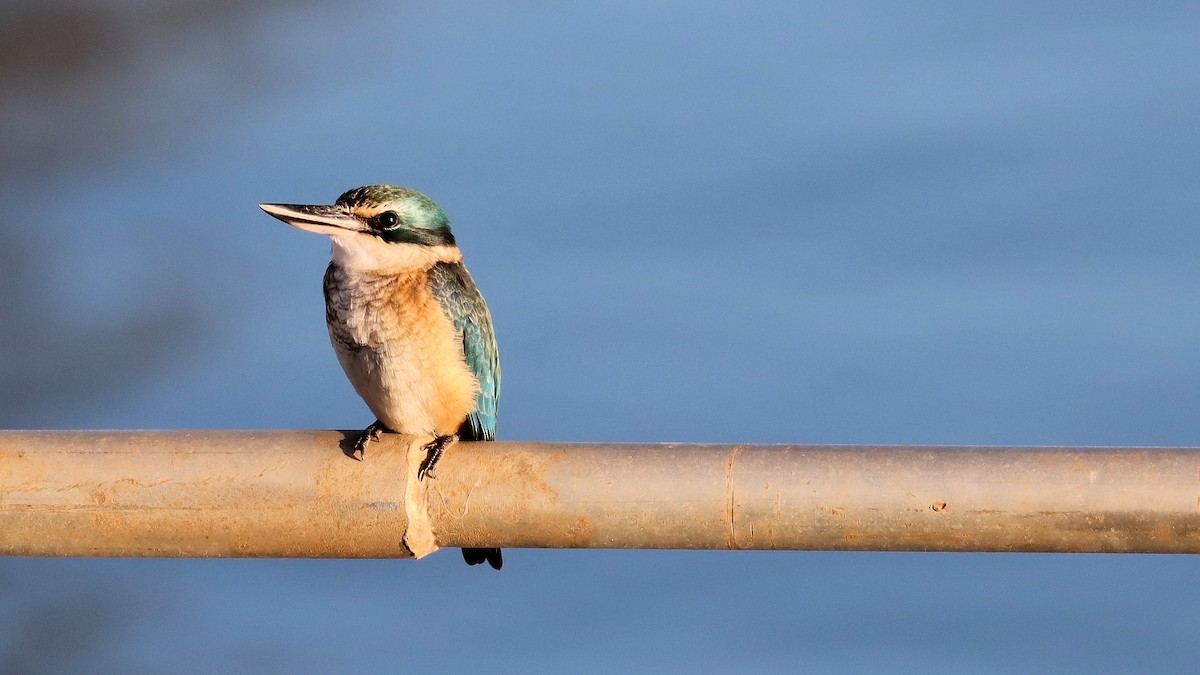 Sacred Kingfisher - ML617759682