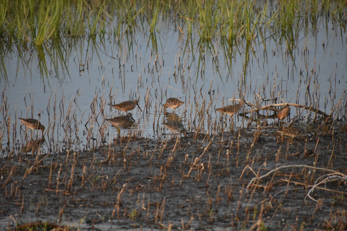 Short-billed Dowitcher - ML617759684