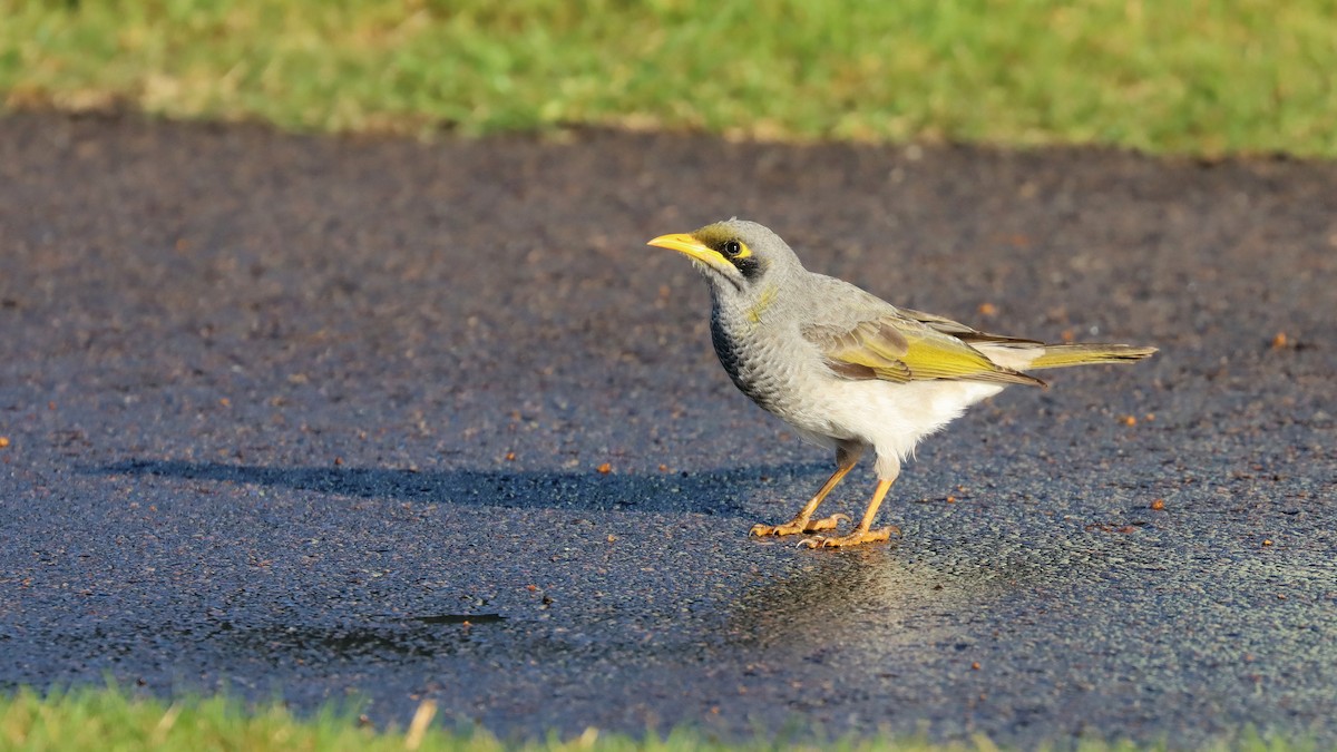 Yellow-throated Miner - ML617759690