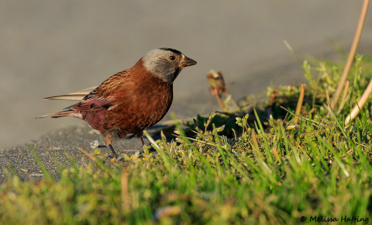 Gray-crowned Rosy-Finch (Hepburn's) - ML617759701