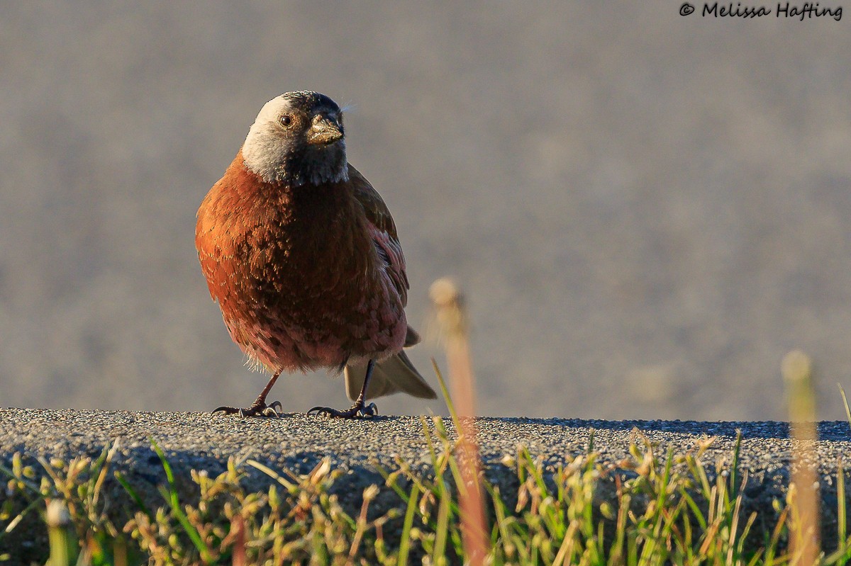 Gray-crowned Rosy-Finch (Hepburn's) - ML617759705