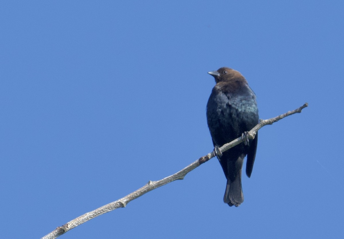 Brown-headed Cowbird - Tim Johnson