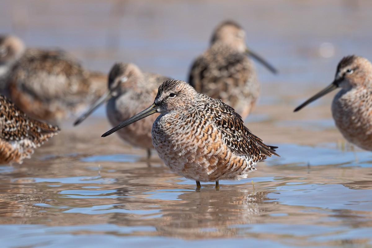 Long-billed Dowitcher - Mike Thompson