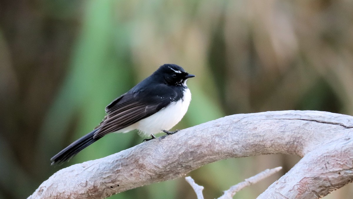 Willie-wagtail - ML617759753