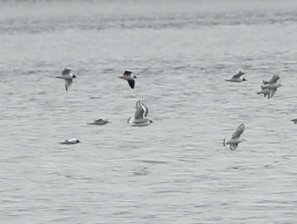 小鷗 - ML617759759