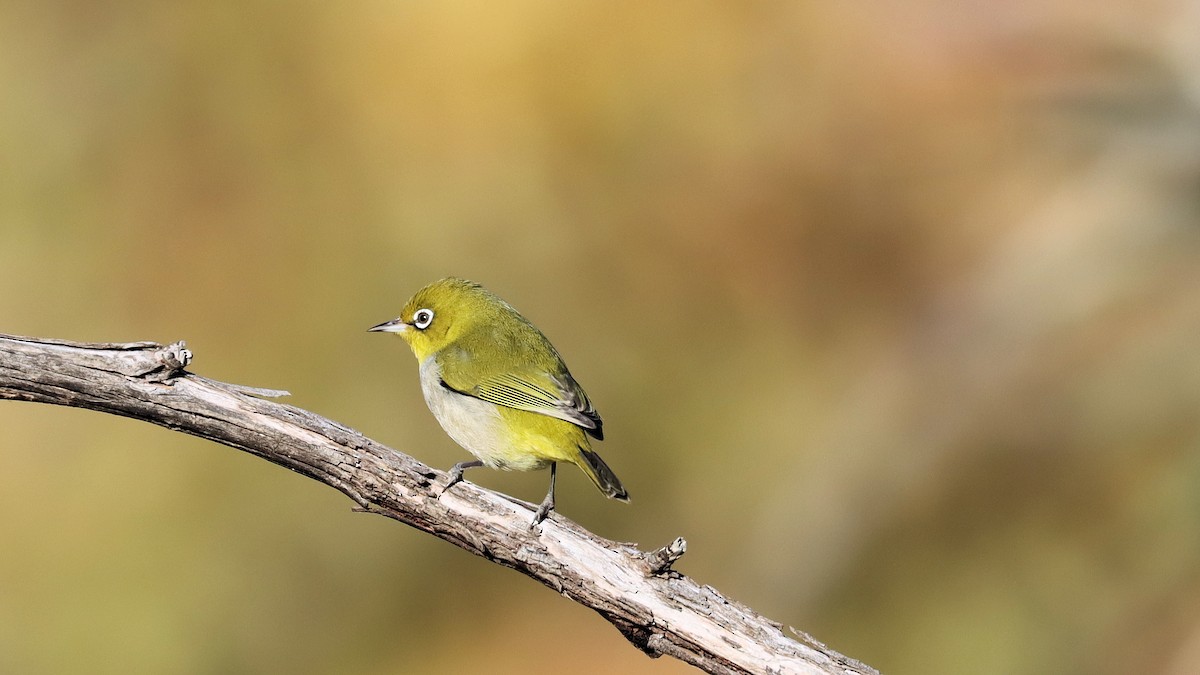 Silvereye - ML617759763