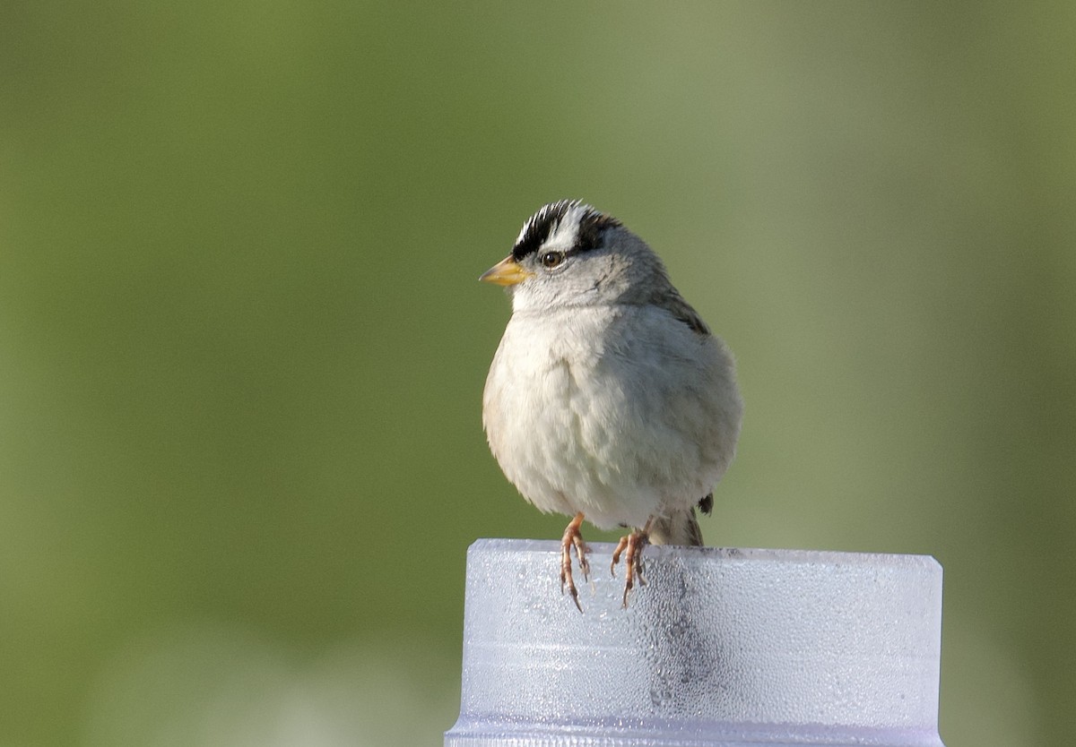 White-crowned Sparrow - ML617759789