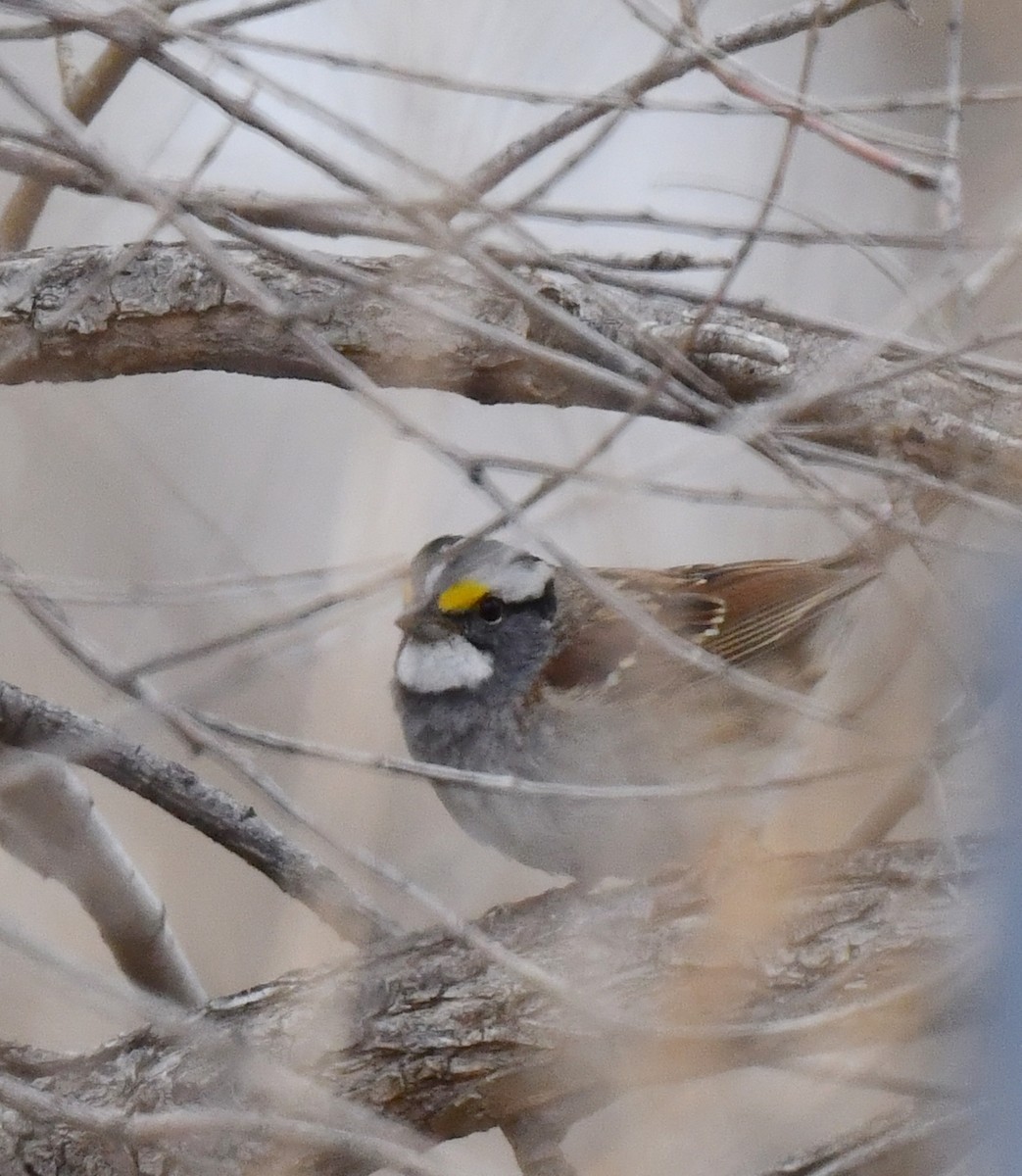 White-throated Sparrow - ML617759795