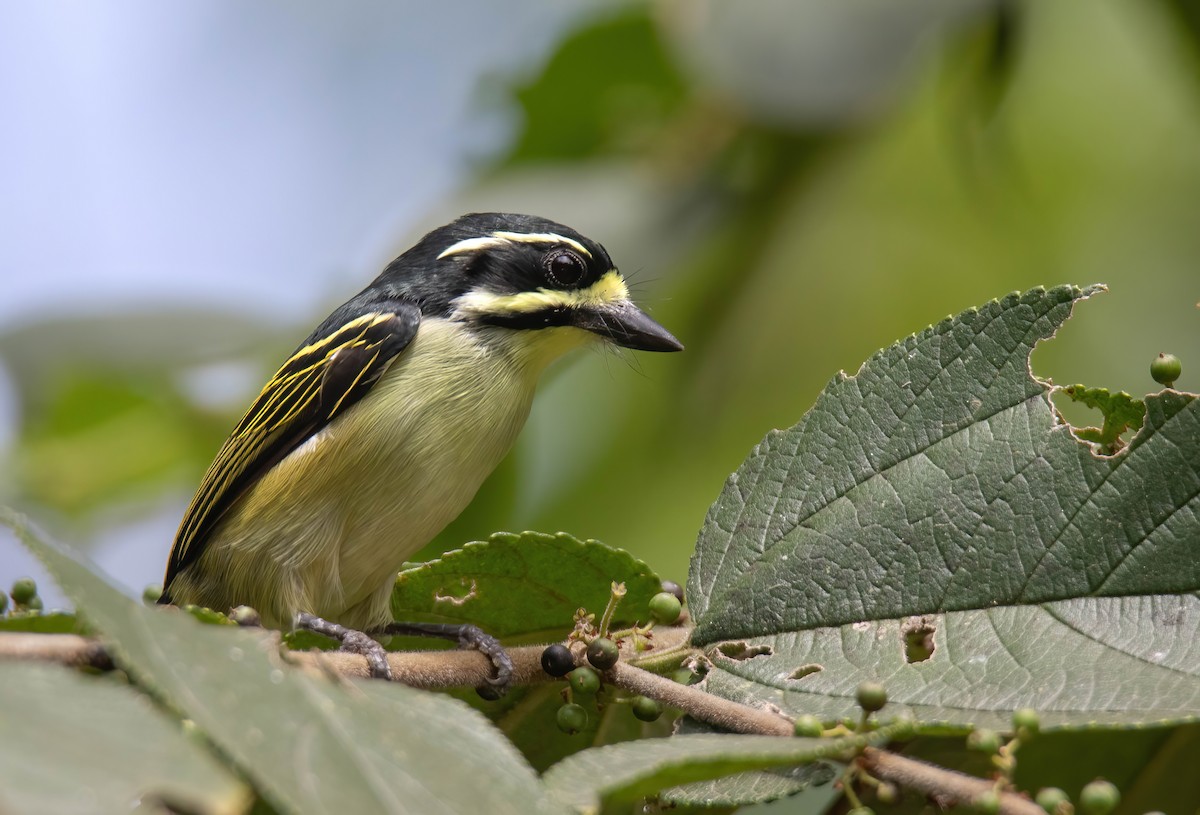 Maskeli Cüce Barbet - ML617759801