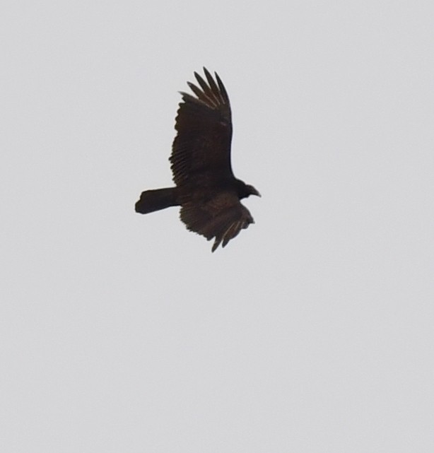 Turkey Vulture - ML617759815